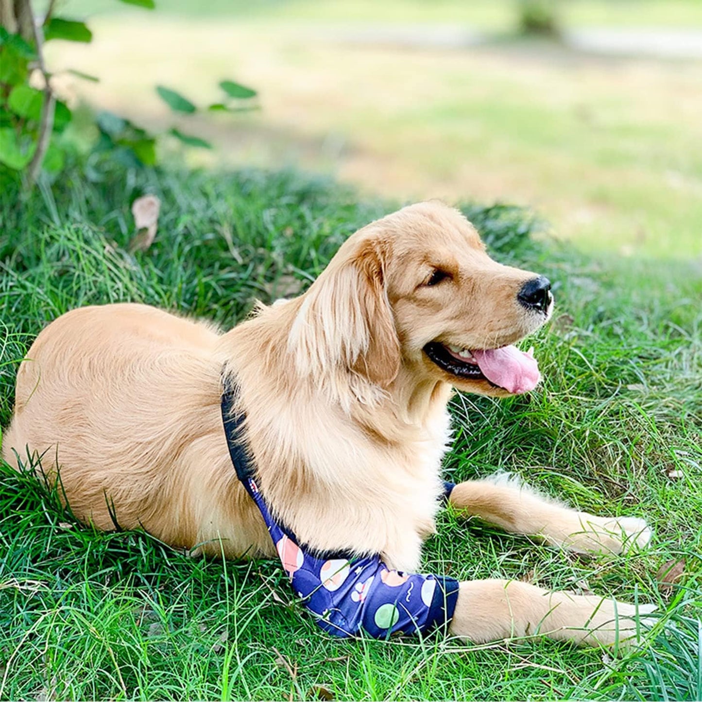 Protective Sleeve for Dog Surgery Recovery – Front Leg & Elbow Support image 9