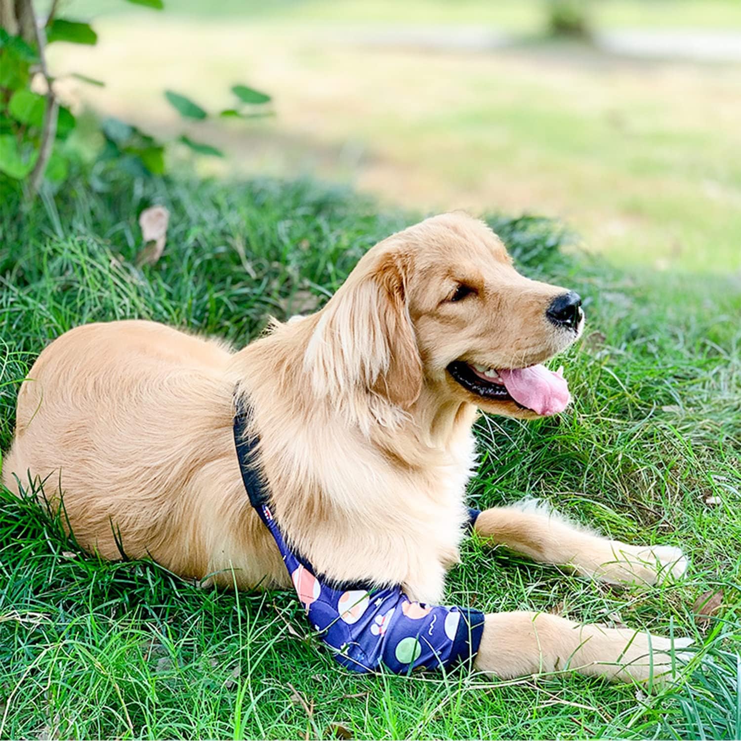 Protective Sleeve for Dog Surgery Recovery – Front Leg & Elbow Support image 9